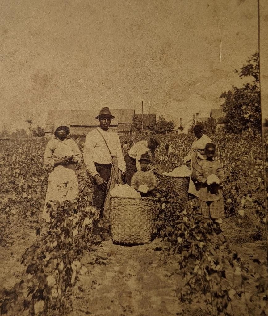ca. 1880 s BLACK AFRICAN AMERICAN FAMILY WORKING PICKING COTTON w BUSHEL BASKETs: ca. 1880 s BLACK AFRICAN AMERICAN FAMILY WORKING PICKING COTTON w BUSHEL BASKETs ca. 1880 s BLACK AFRICAN AMERICAN FAMILY WORKING PICKING COTTON w BUSHEL BASKETs Circa 1880s Stereoview; Depiction of b