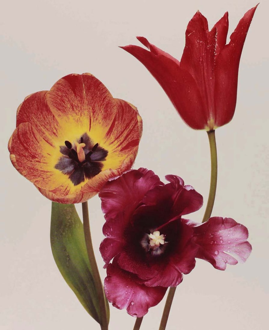 IRVING PENN - Three Tulips, NY, 1967: Artist: IRVING PENN Print Title: Three Tulips, NY, 1967 Medium: Quad-tone Print Printed 1990’s in the US Image size (inches) approx. 10 x 9.5” Irving Penn was an American photographer know