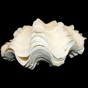 Large Natural Pair Fluted Squamosa Tridacna Clam Seashell
