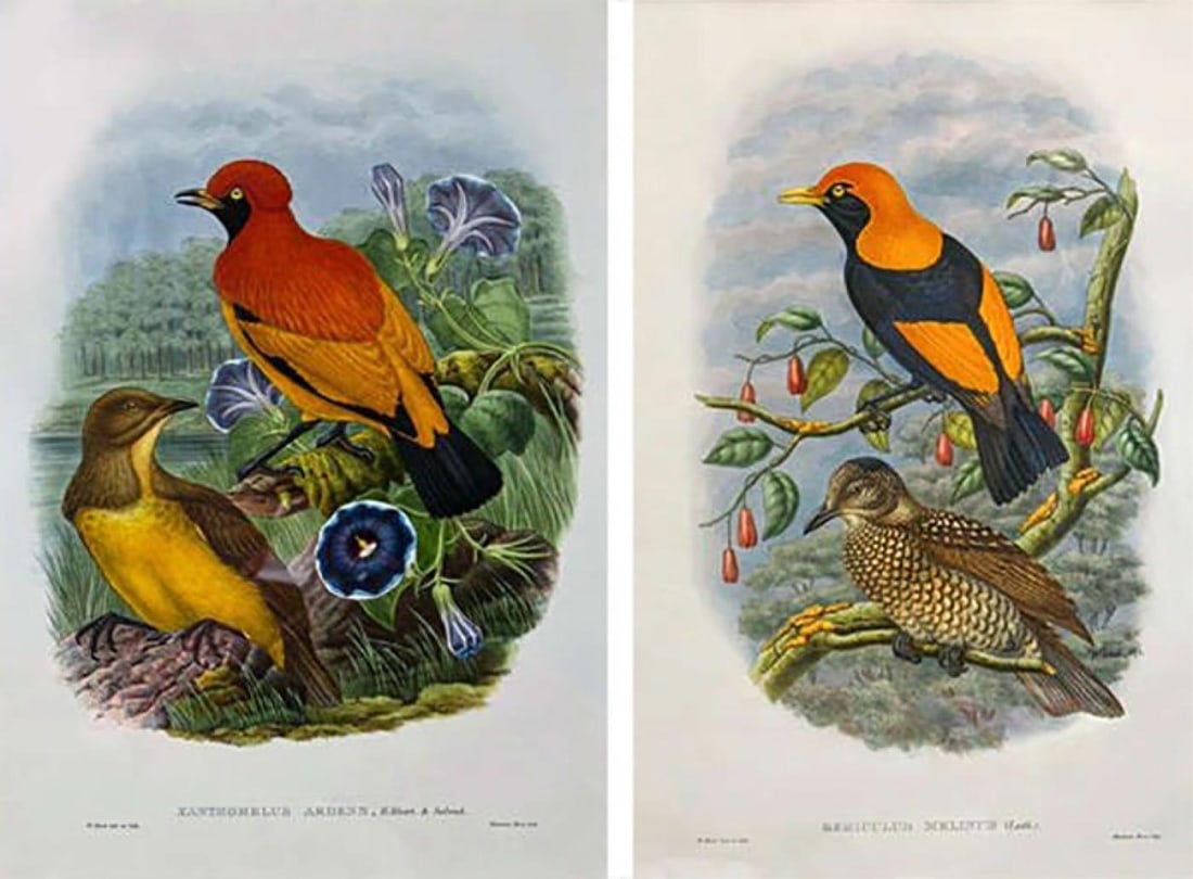 19Th Century Pair of Colored Lithographs Birds, Custom Framed, Signed and Dated: Title: 19Th Century Pair of Colored Lithographs Birds, Custom Framed, Signed and Dated 19Th Century Pair of Lithographs Birds, Custom Framed, Signed W Hart and Dated A fine pair of large lithographs.