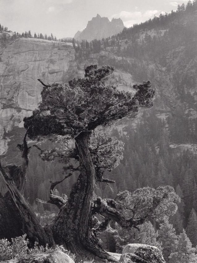 ANSEL ADAMS - Juniper Tree, Yosemite, c. 1936 (1 of 1)