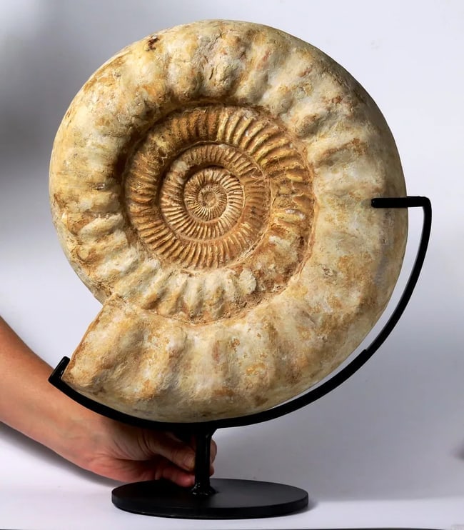 Large size ammonite - On elegant custom made steel stand - Fossilised animal - Kranaosphinctes (1 of 1)