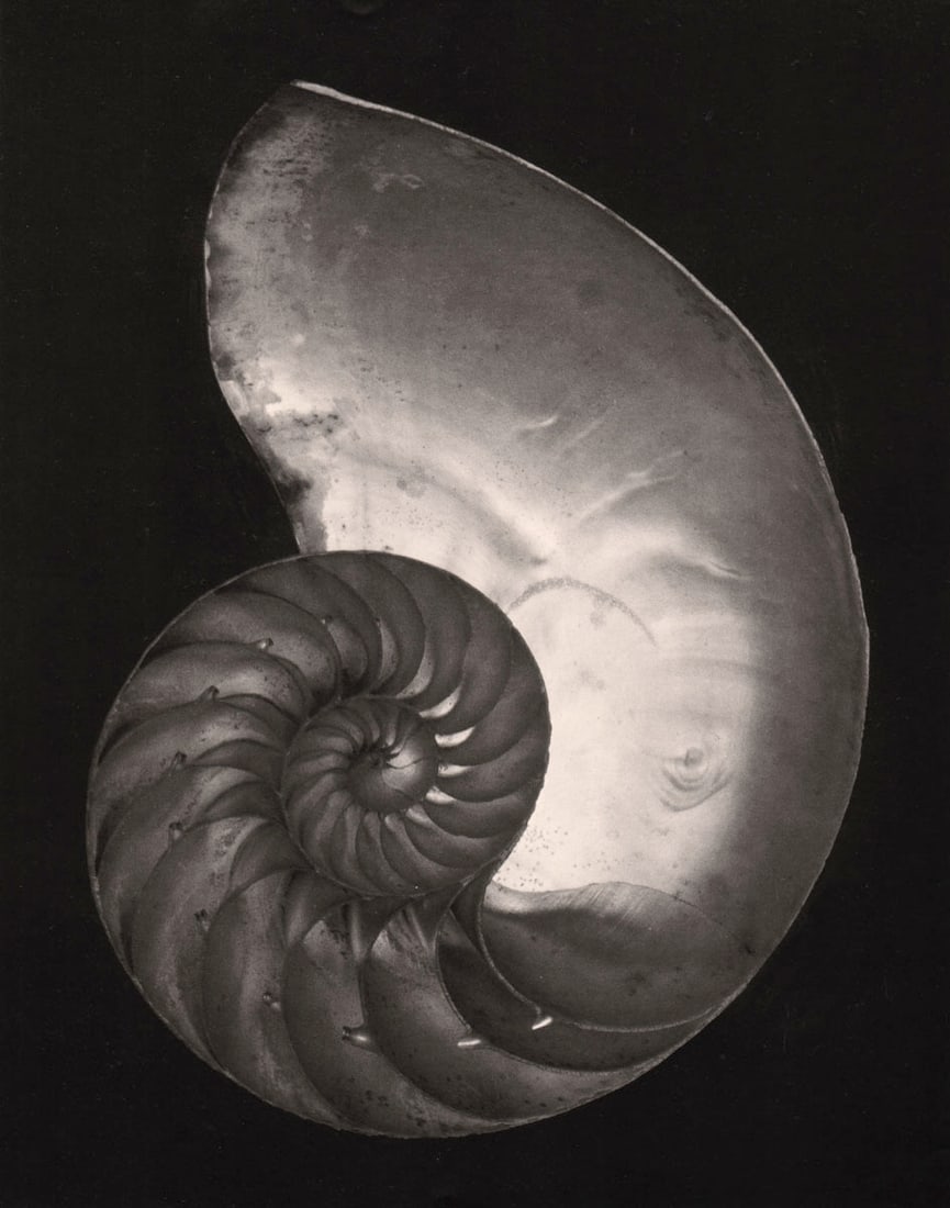 EDWARD WESTON - Nautilus Shell, 1927 (1 of 1)