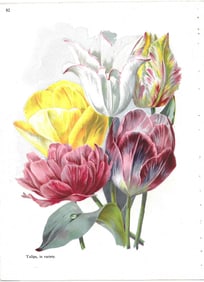 Tulips, in variety - antique print