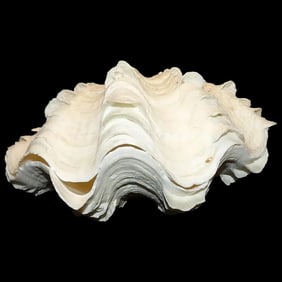Large Natural Pair Fluted Squamosa Tridacna Clam Seashell