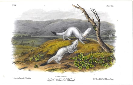 Little Nimble Weasel - original Audubon print