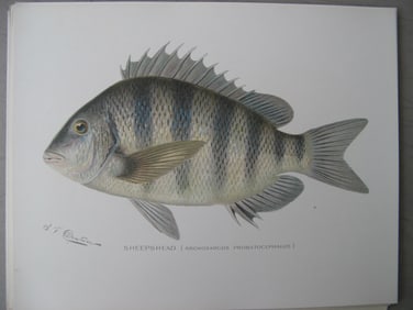 Sheepshead - antique fish printt