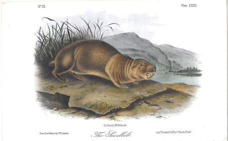 The Sewellel - original Audubon print