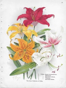 Lilies, five varieties - antique botanical print