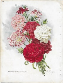 Pinks, asorted colors - antique print
