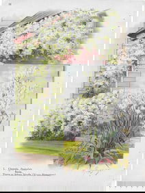 Clematis & Yucca - antique landscaping prints