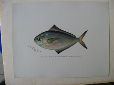 Butter Fish - antique fish print