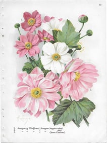 Anemones - antique botanical print