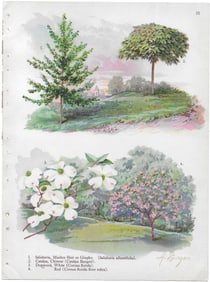 Salisbury, Catalpa, Dogwood - antique landscaping print