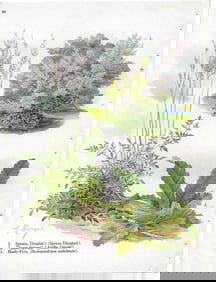 Spiraea varieties, Hardy Fern - antique landscaping print