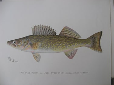 Pike Perch - antique fish print