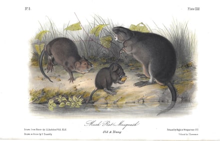 Muisk Rat Musquash - original Audubon print