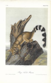 Ring-Tailed Bassaris - original Audubon print