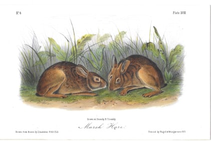 Marsh Hare - original Audubon print