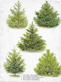 Pines (3), Fir, Spruce - antique landscaping print