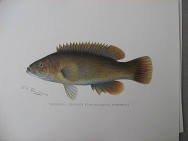 Bergall; Cunner - antique fish print