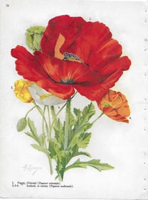 Poppies - two varieties - antique print