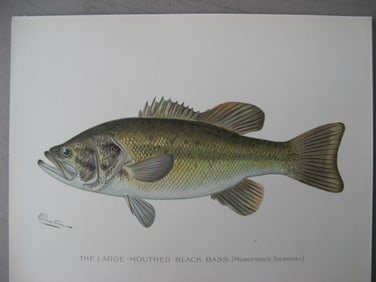 Large-Mouthed Bass - antique fish print