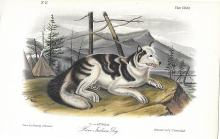 Hare Indian Dog - original Audubon print