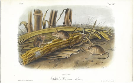 Little Harvest Mouse - original Audubon print