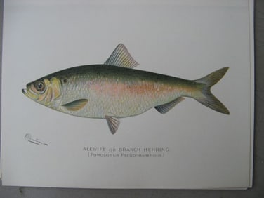 Alewife or Branch Herring - antique fish print