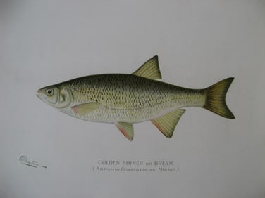 Golden Shiner or Bream - antique fish print
