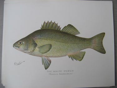 White Perch - antique fish print