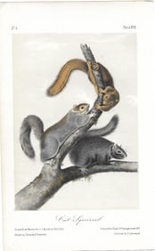 Cat Squirrel - original Audubon print