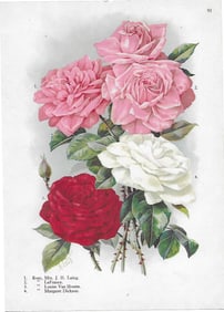 Roses, four varieties - antique print