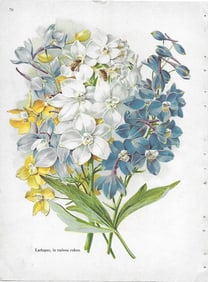 Larkspur, in various colors - antique print