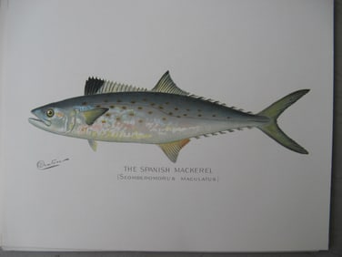 Spanish Mackerel - aantique fish print