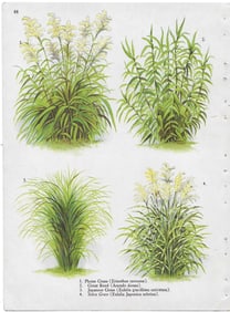 Plume Grass & others - antique landscaping print