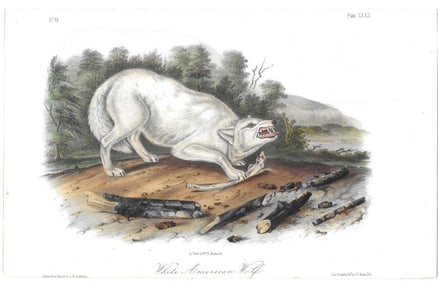 White American Wolf - original Audubon print