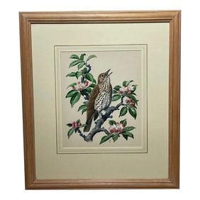 British Watercolor Chirping Song Thrush Bird by Charles Frederick Tunnicliffe Obe Ra