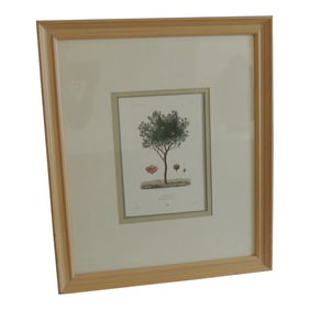 Large Framed Botanical "Ciste De Crete" Giclee Print