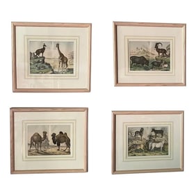 Set of 4, Natural History of the Animal Kingdom Engravings Circa 1860