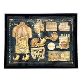 Vintage Denoyer Geppert Scientific Chart