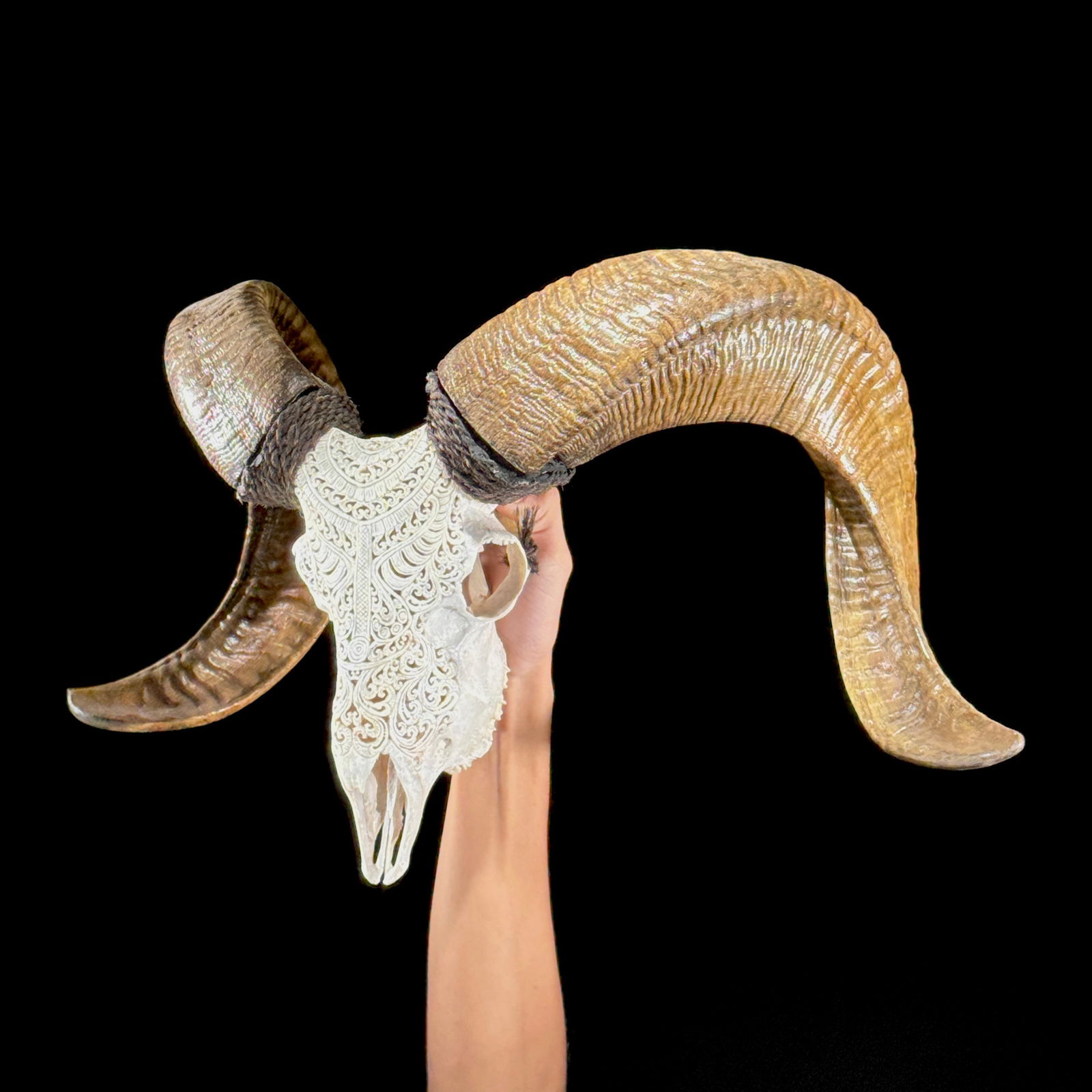 Stunning carved white ram skull - Badong motif: Title: Stunning carved white ram skull - Badong motif Maker:Unknown Origin: Indonesia Date/Period:2025 Materials:Ovis Aries, Bone, Horn Dimensions:Height: 45 cm / 17.7 inches Width: 60 cm / 23.6 inche