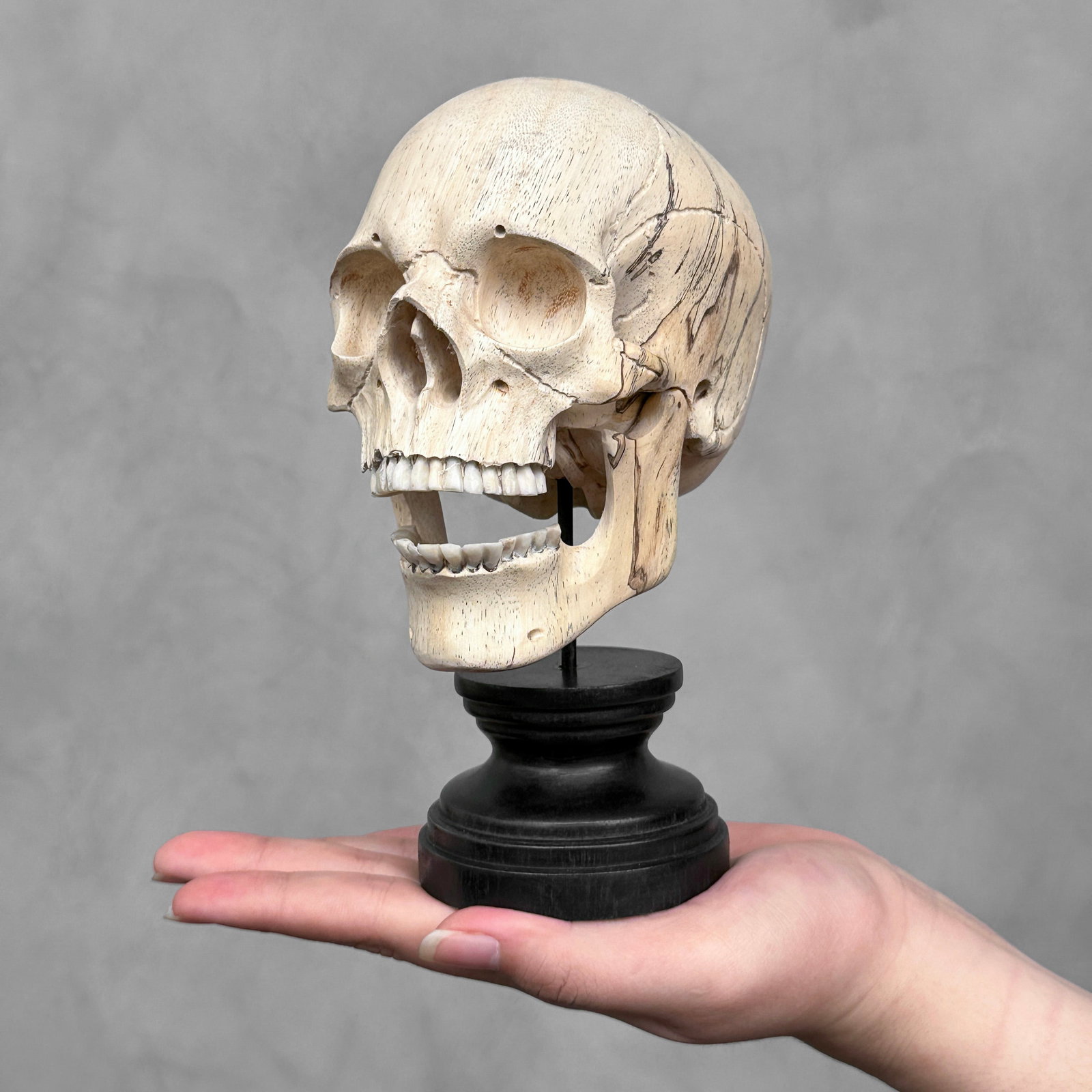 Wonderful human skull with a beautiful grain on a custom stand: Title: Wonderful human skull with a beautiful grain on a custom stand Maker:Unknown Origin: Indonesia Date/Period:2024 Materials:Tamarind Wood, Steel, Wood Dimensions:Height incl. stand: 19 cm / 7.4 i