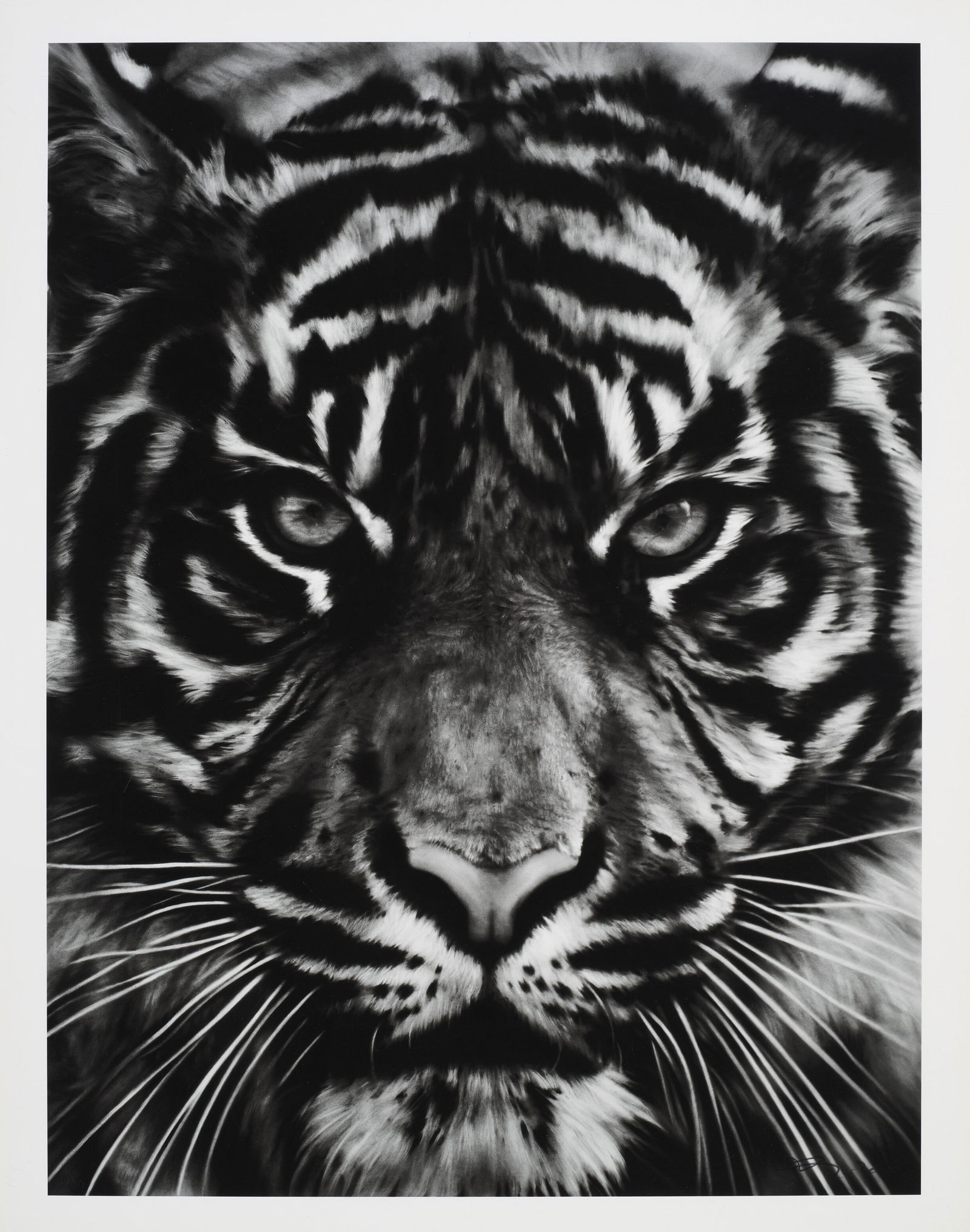 ROBERT LONGO TIGER HEAD PRINT: Robert Longo Tiger Head Print measuring at 22x28 inches Dimensions: 22x28" Reserve: $50.00 Shipping: Domestic: Flat-rate of $35.00 to anywhere within the contiguous U.S. International: Foreign shippin