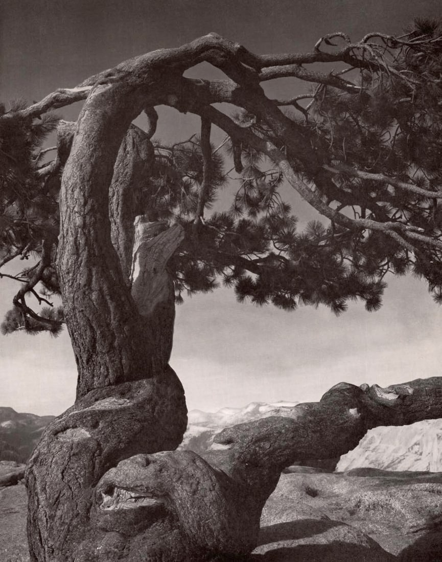 ANSEL ADAMS - Jeffrey Pine on Sentinel Dome, Yosemite (1 of 1)