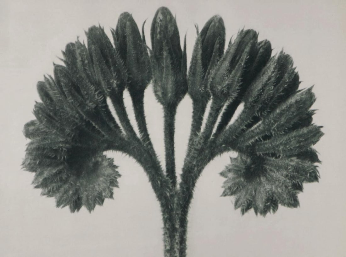 KARL BLOSSFELDT - Symphytum officinale: Artist: KARL BLOSSFELDT Print Title: Symphytum officinale Medium: Sheet-fed Gravure Printing Date: 1929 Printed in Germany Image Size approx: 10 x 7.5 inches Karl Blossfeldt (1865-1932) was a German p