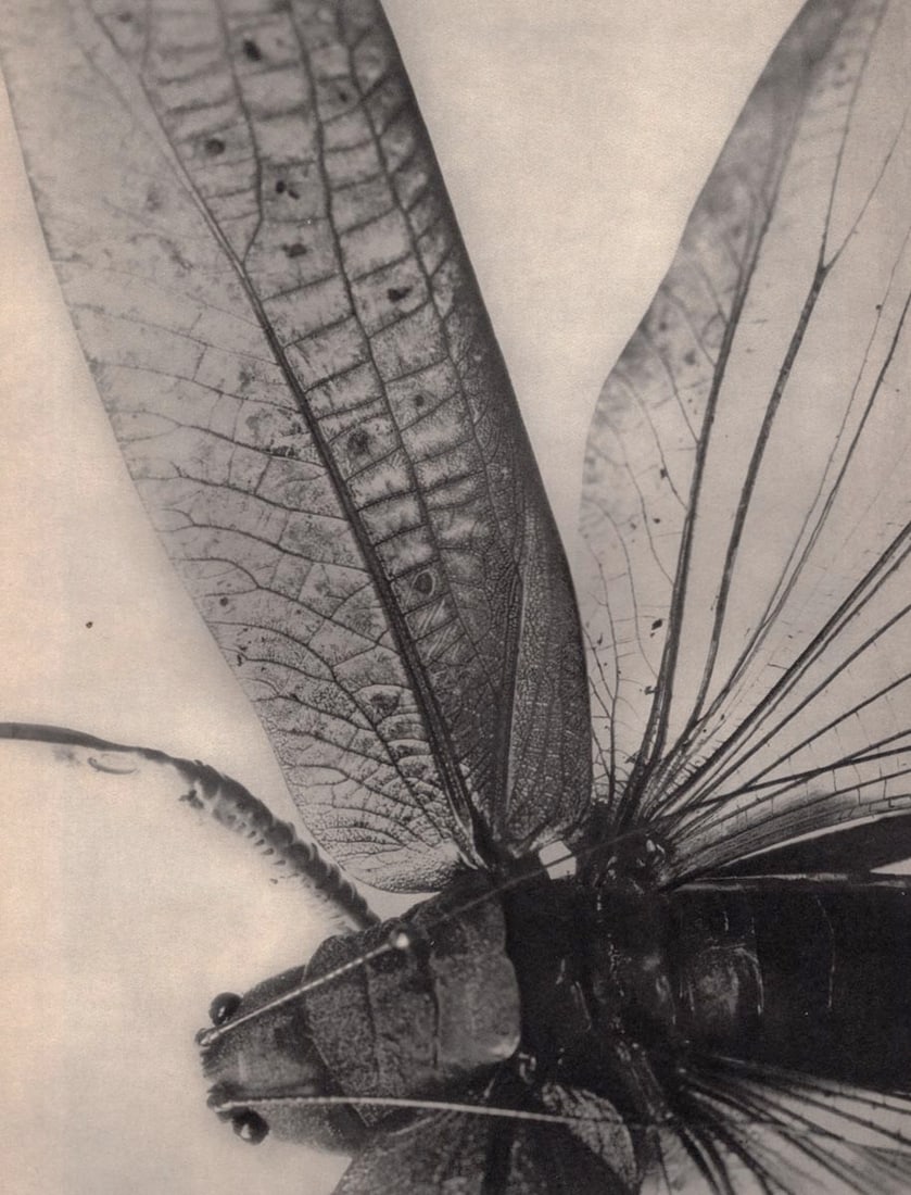 LE CHARLES - Dragonfly study, c. 1930 (1 of 1)