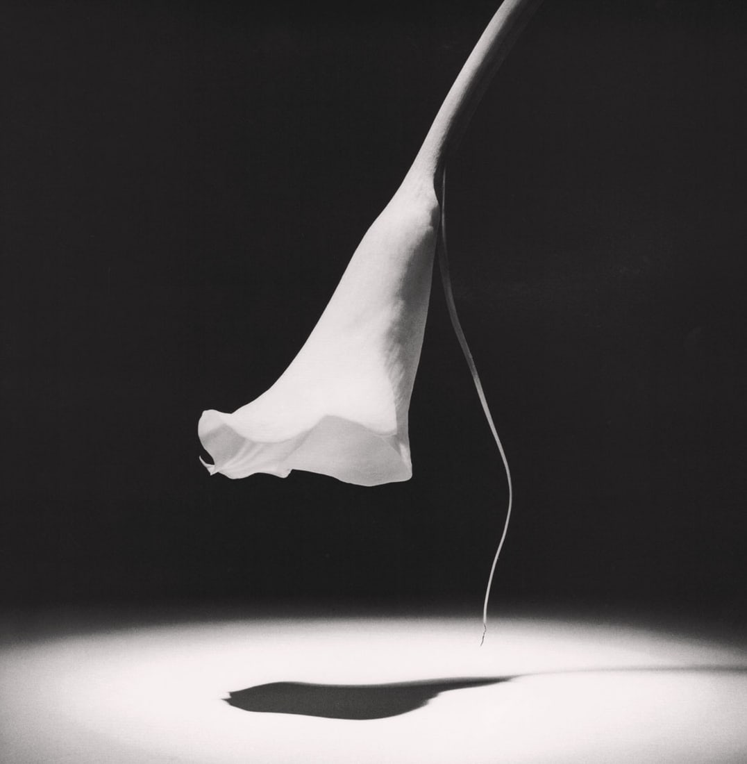 MAPPLETHORPE - Calla Lily, 1986 (1 of 1)
