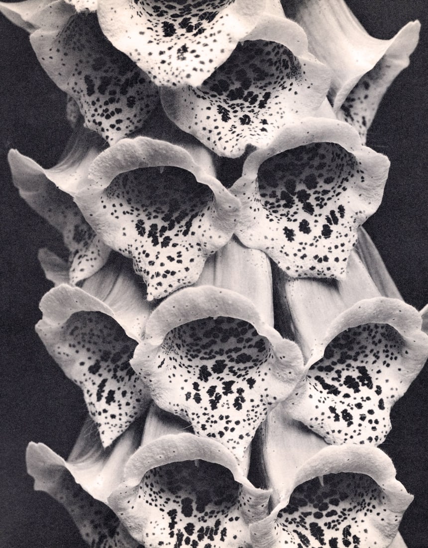 EDWARD STEICHEN - Foxgloves, France, 1926: Artist: EDWARD STEICHEN Print Title: Foxgloves, France, 1926 Medium: Rare, Sheet-fed Gravure Printing Date: 1960's Printed in Switzerland Image Size: 11 x 9 inches Edward Jean Steichen (1879-1973) was